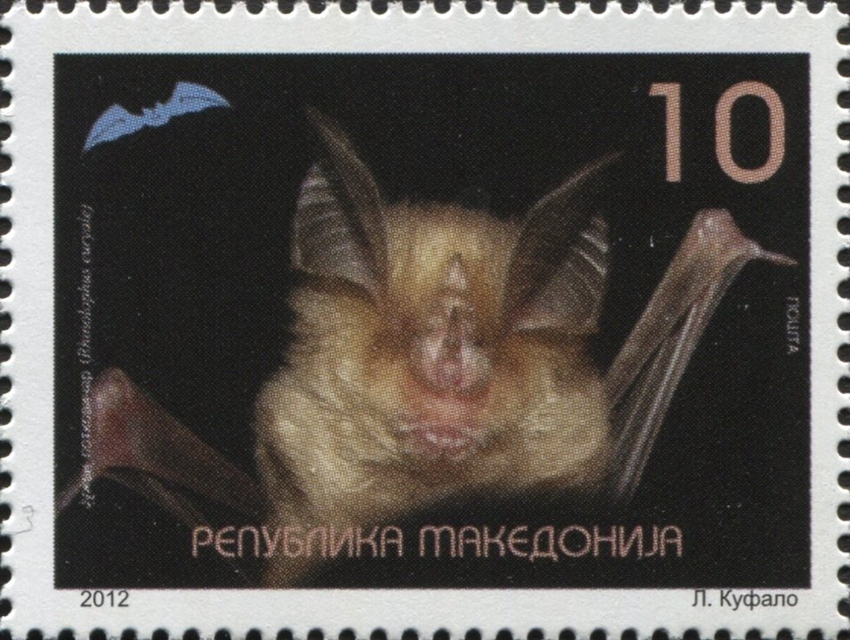 Mediterranean Horseshoe Bat (Rhinolophus euryale)