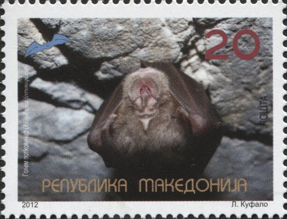 Greater Horseshoe Bat (Rhinolophus ferrumequinum)