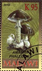 Stamp, Amanita phallodes, Cinderellas,  , Mushrooms