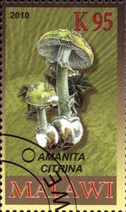 Stamp, Amanita citrina, Cinderellas,  , Mushrooms