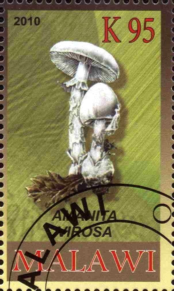 Amanita virosa