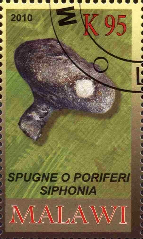 Spugne o poriferi siphonia