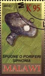 Stamp, Spugne o poriferi siphonia, Cinderellas,  , Fossils