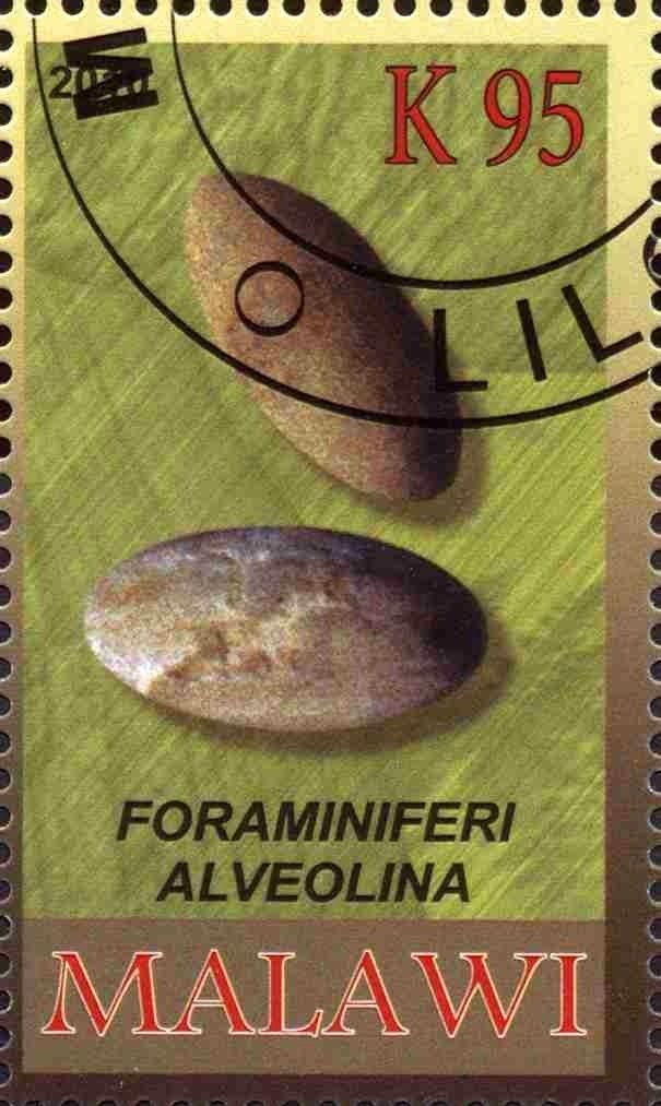 Foraminiferi alveolina