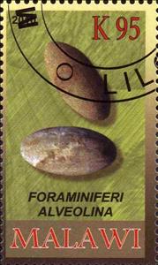 Stamp, Foraminiferi alveolina, Cinderellas,  , Fossils