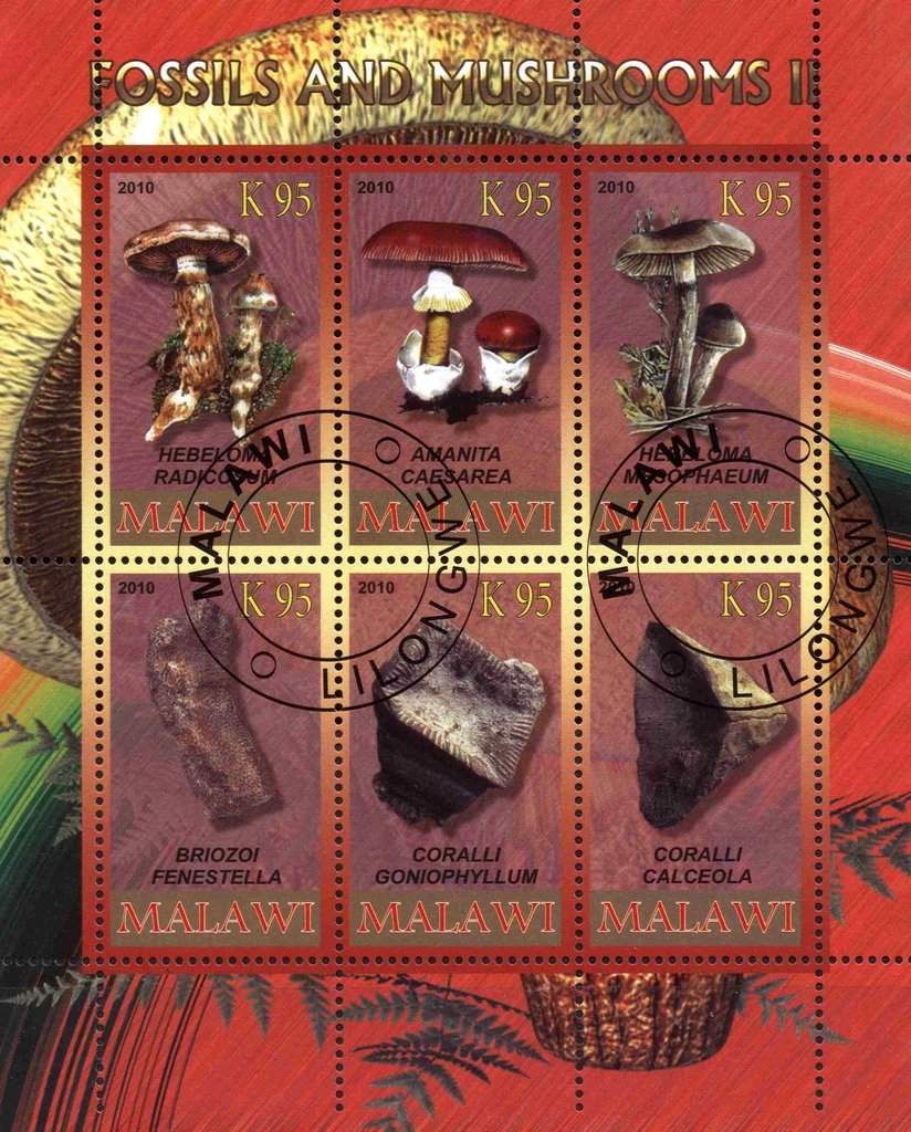 Fossils and Mushrooms II