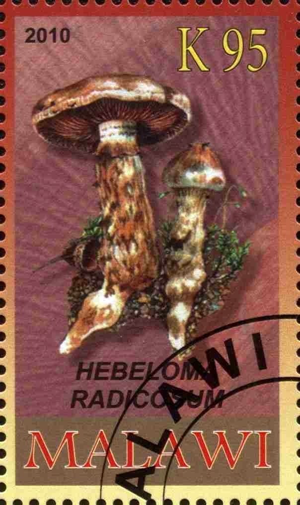 Hebeloma radicosum