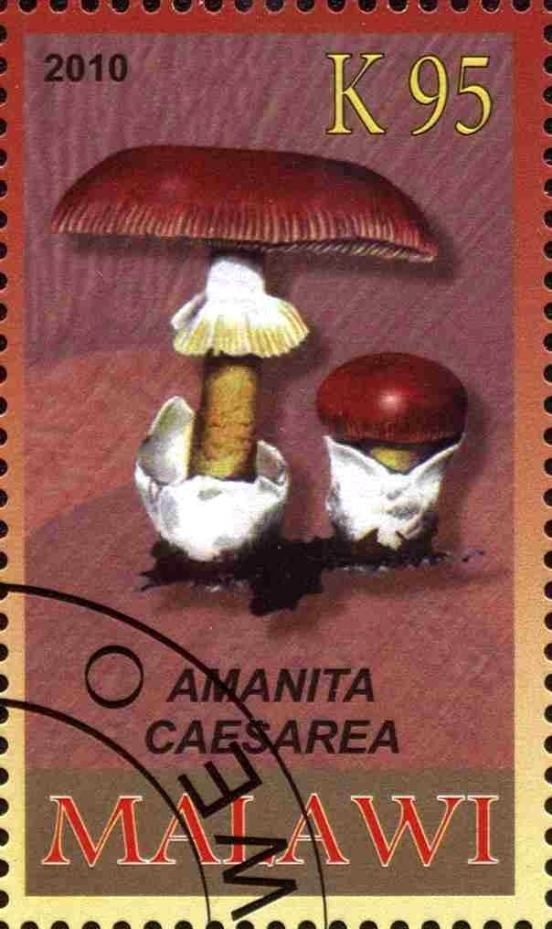Amanita caesarea