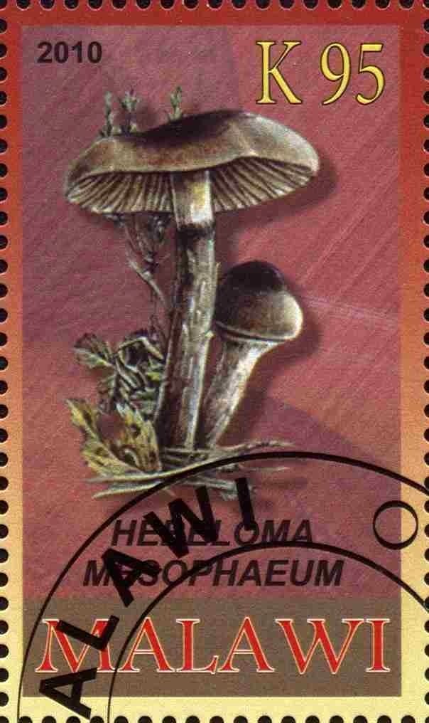 Hebeloma mesophaeum