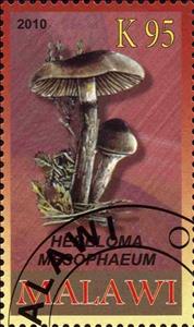 Stamp, Hebeloma mesophaeum, Cinderellas,  , Mushrooms