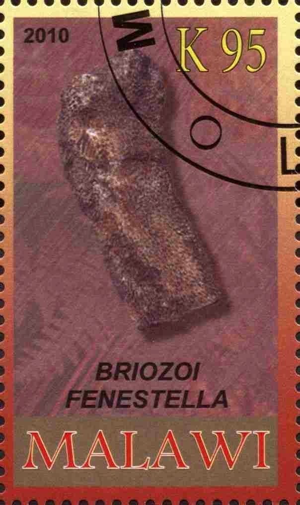 Briozoi fenestella