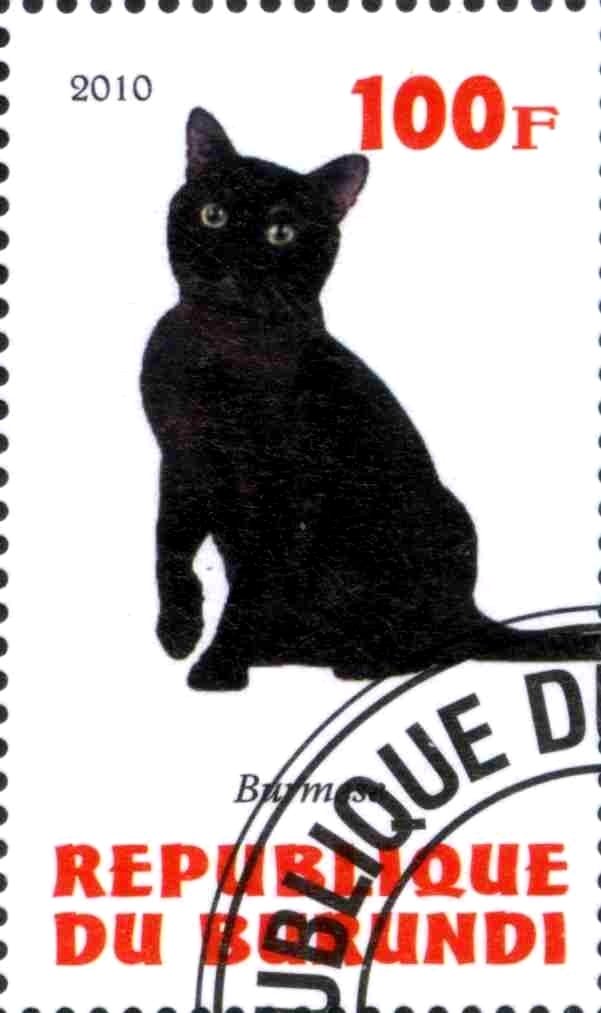 Burmese