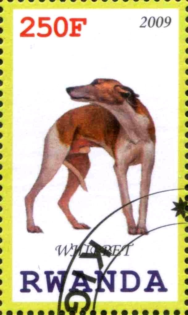 Whippet