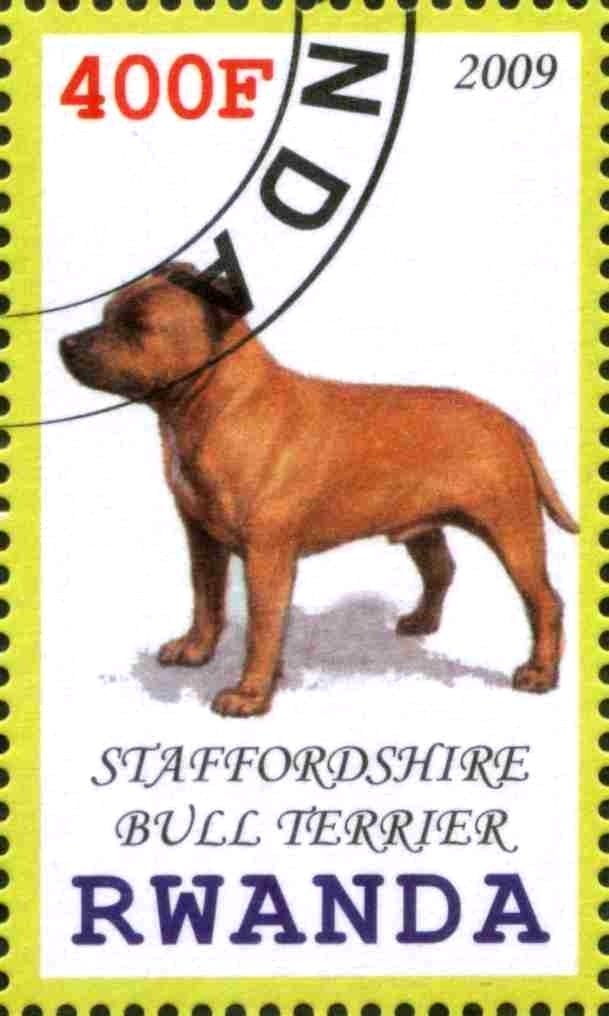 Staffordshire Bell Terrier