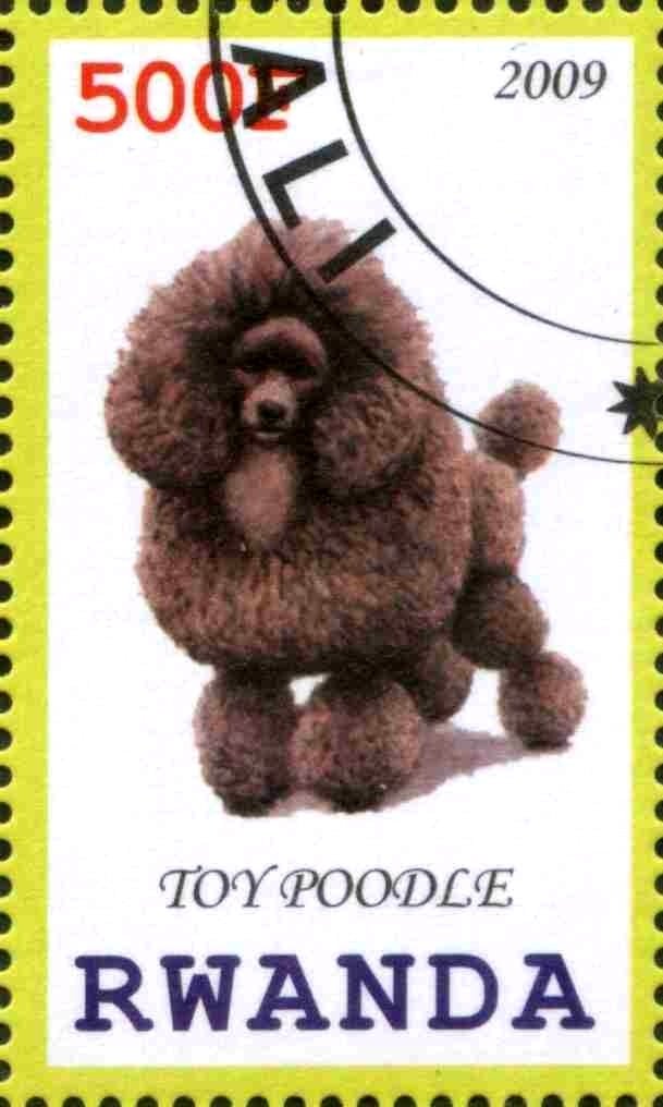 Toy Poodle