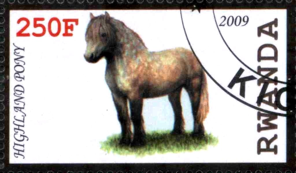 Highland Pony