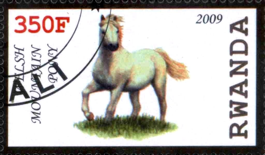 Felsh Mountain Pony