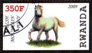 Stamp, Felsh Mountain Pony, Cinderellas,  , Horses