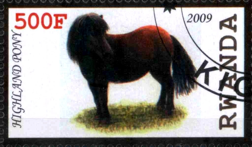 Highland Pony