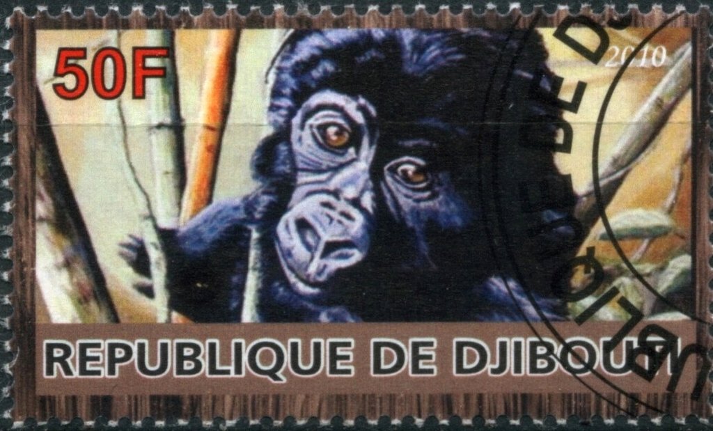 Monkey