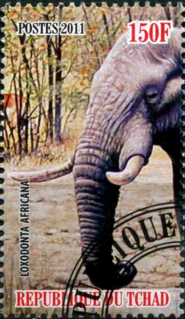 Loxodonta Africana