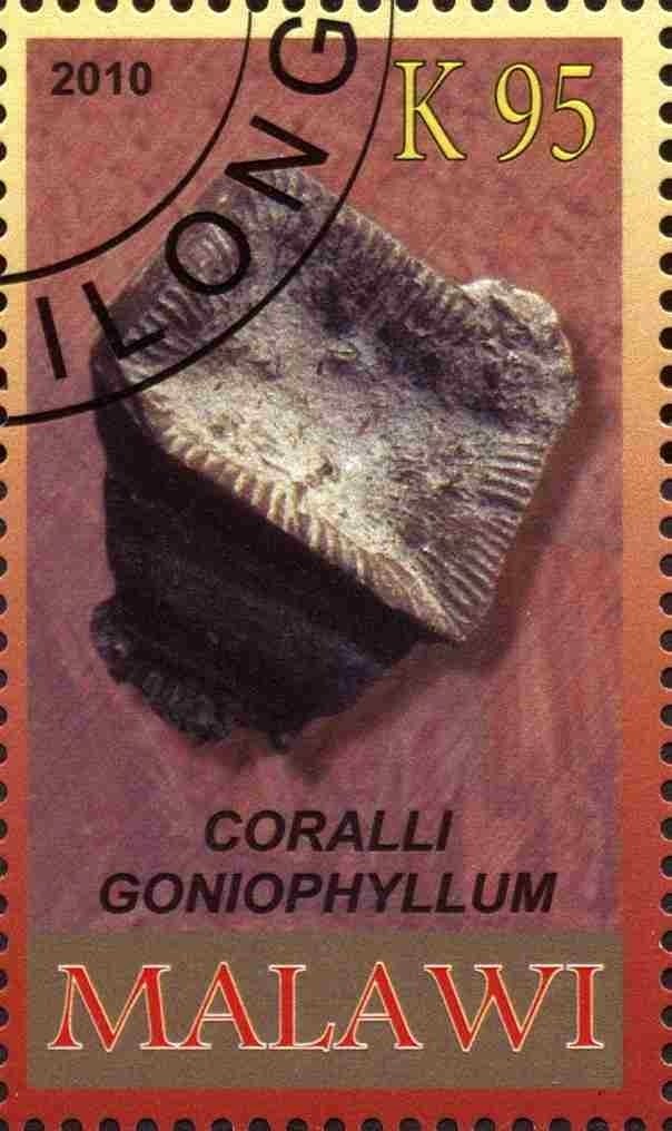 Coralli goniophyllum