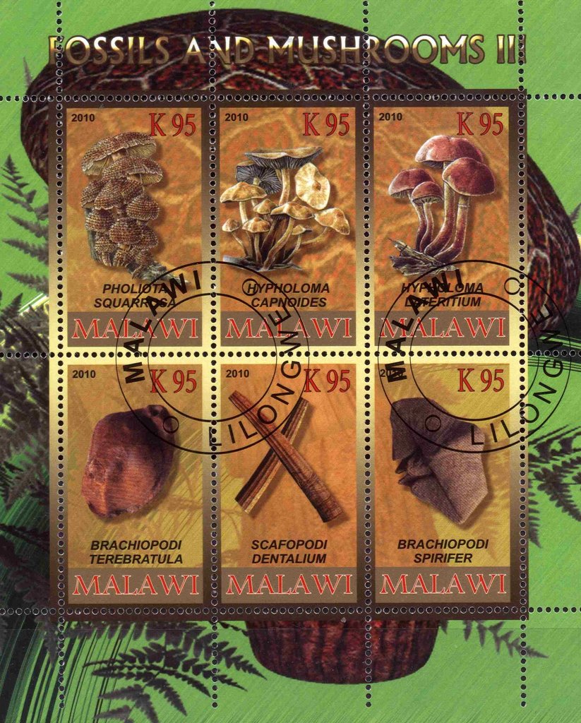 Fossils and Mushrooms III