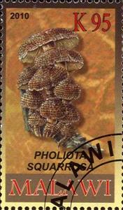 Stamp, Pholiota squarrosa, Cinderellas,  , Mushrooms