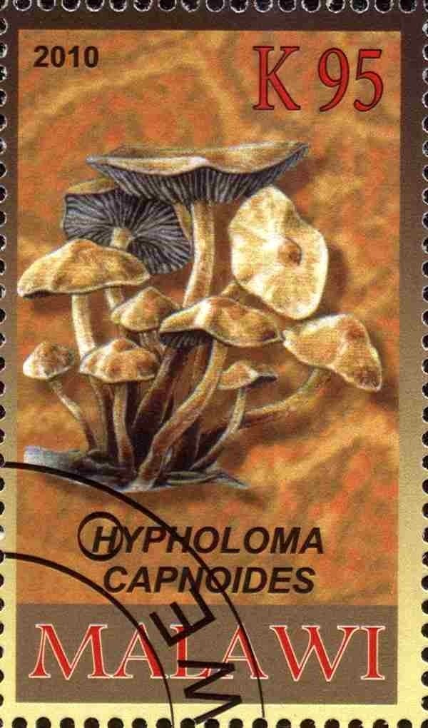 Hypholoma capnoides