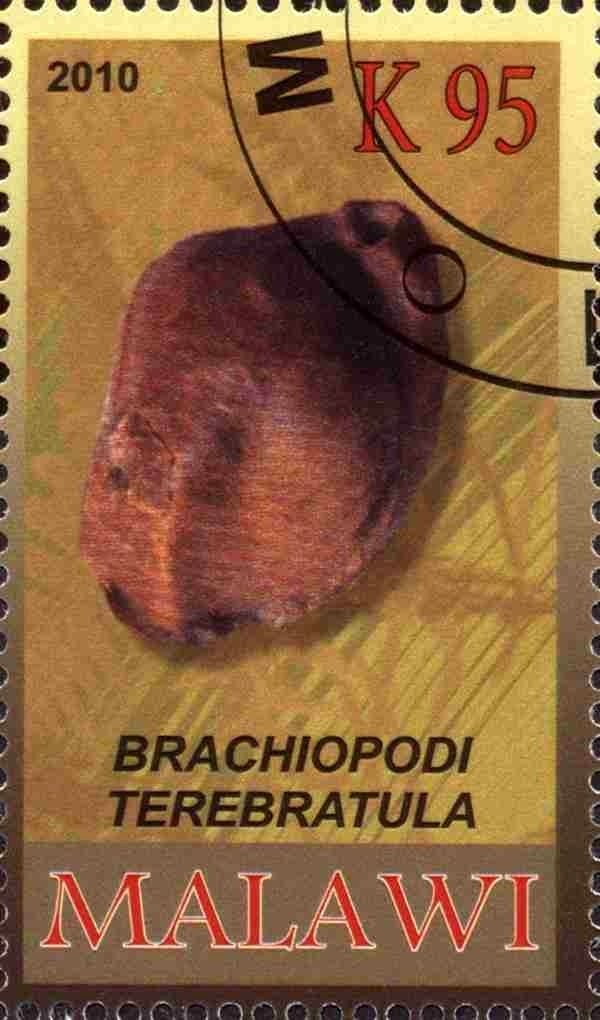 Brachiopodi terebratula