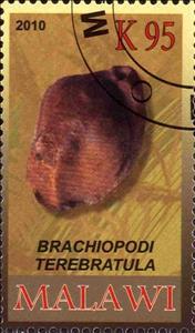 Stamp, Brachiopodi terebratula, Cinderellas,  , Fossils