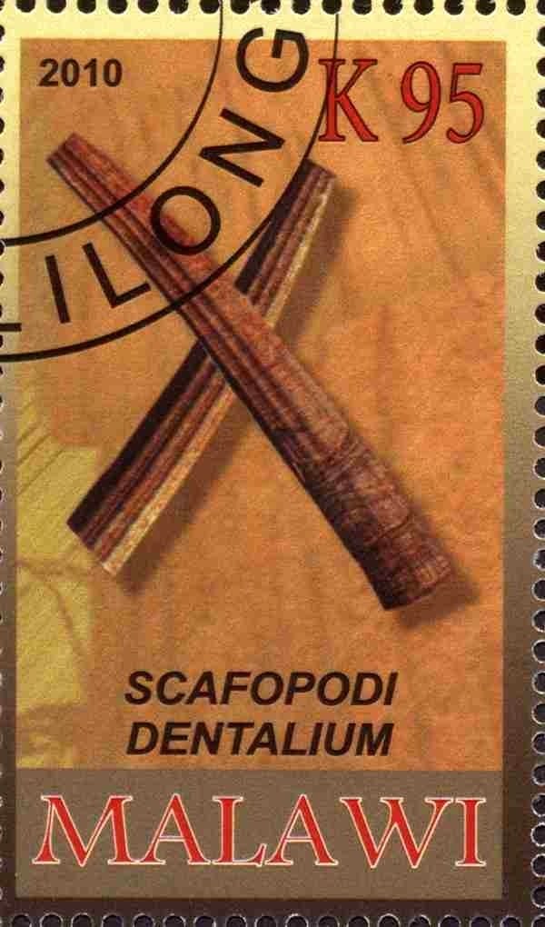 Scafopodi dentalium