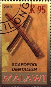 Stamp, Scafopodi dentalium, Cinderellas,  , Fossils