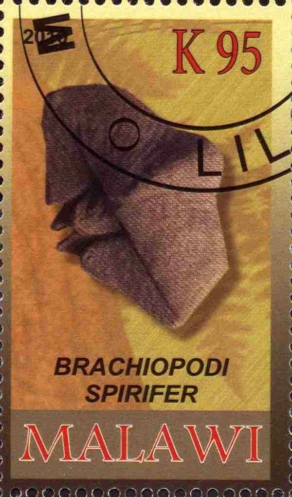 Brachiopodi spirifer