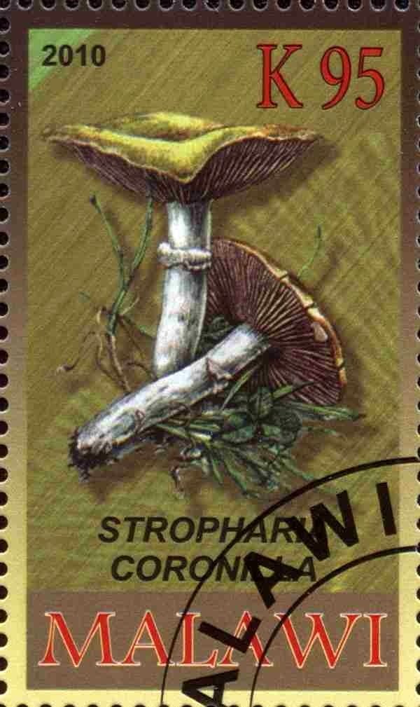 Stropharia coronilla