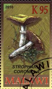 Stamp, Stropharia coronilla, Cinderellas,  , Mushrooms