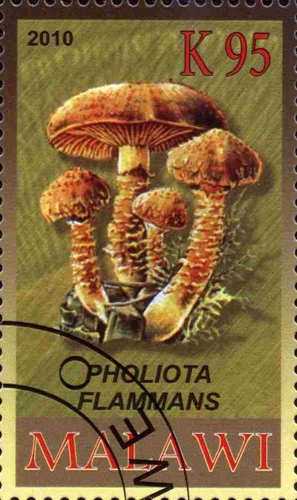 Pholiota flammans