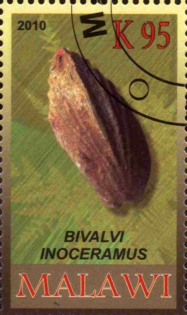 Bivalvi inoceramus