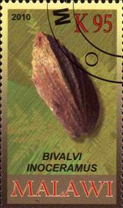Stamp, Bivalvi inoceramus, Cinderellas,  , Fossils