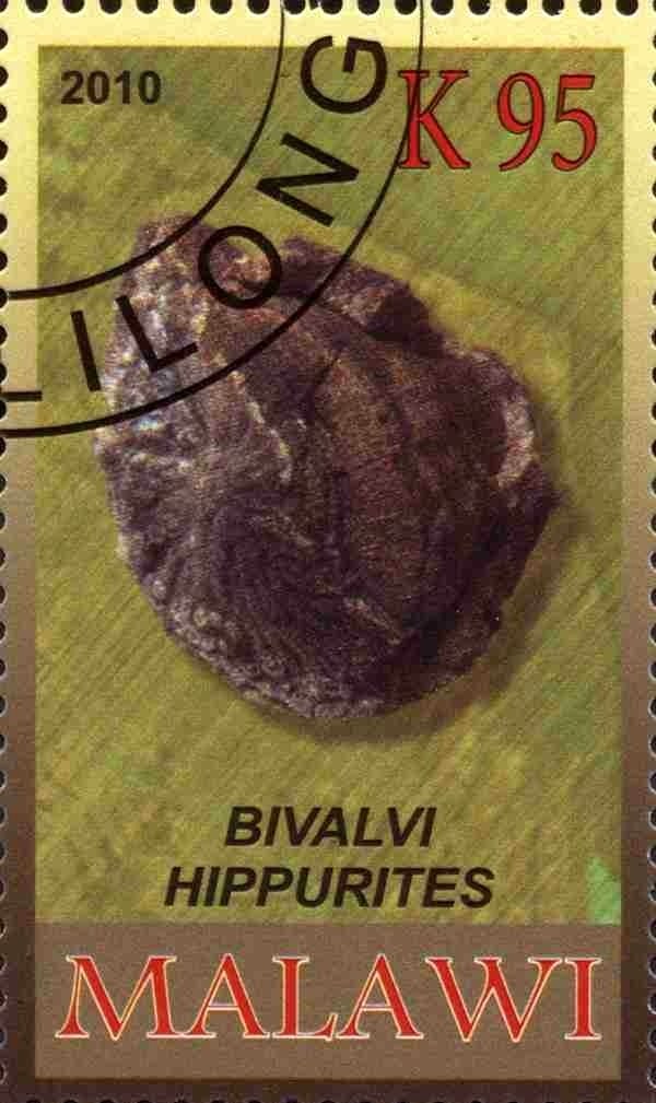 Bivalvi hippurites