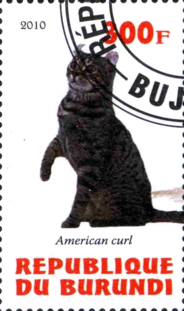 American curl