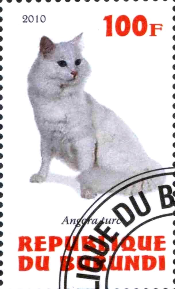 Angora turc