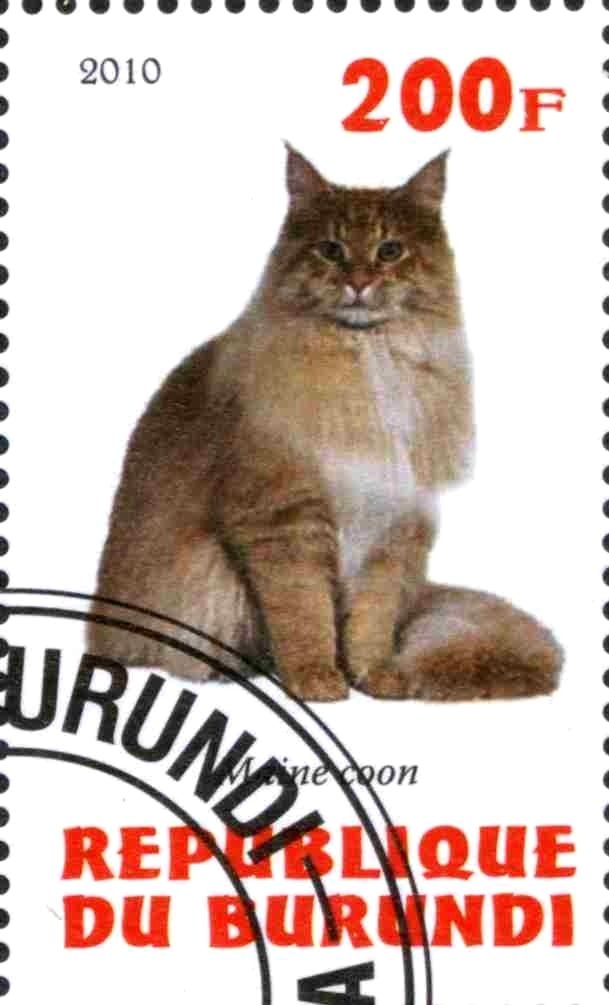 Maine coon