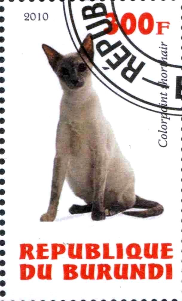 Colorpoint shorthair