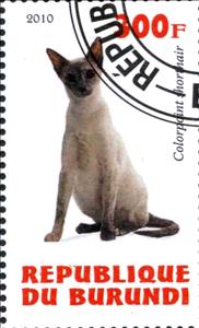 Stamp, Colorpoint shorthair, Cinderellas,  , Cats