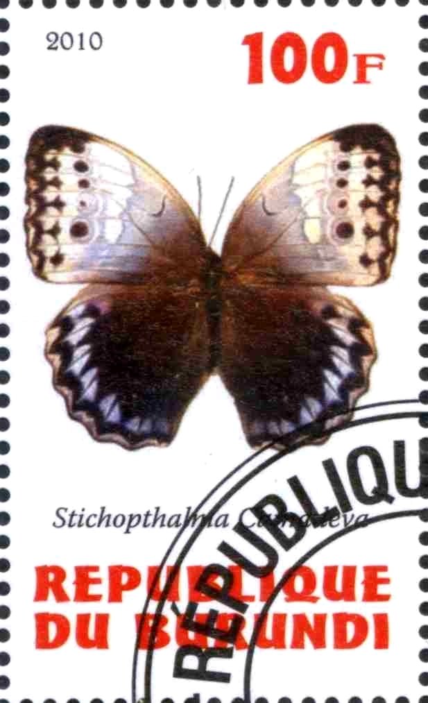 Stichopthalma Camadeva