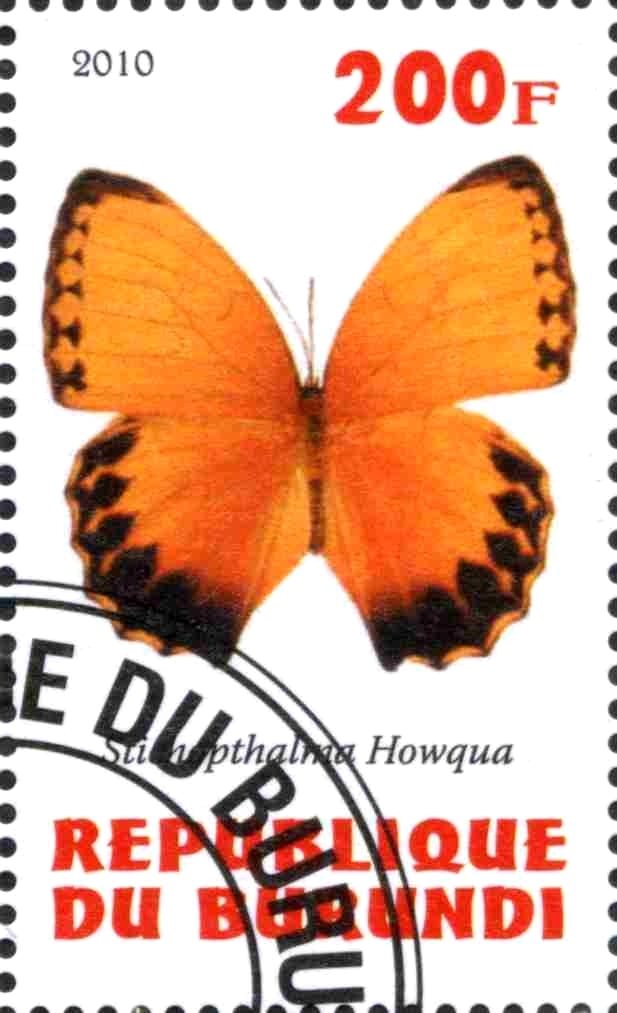 Stichopthalma Howqua