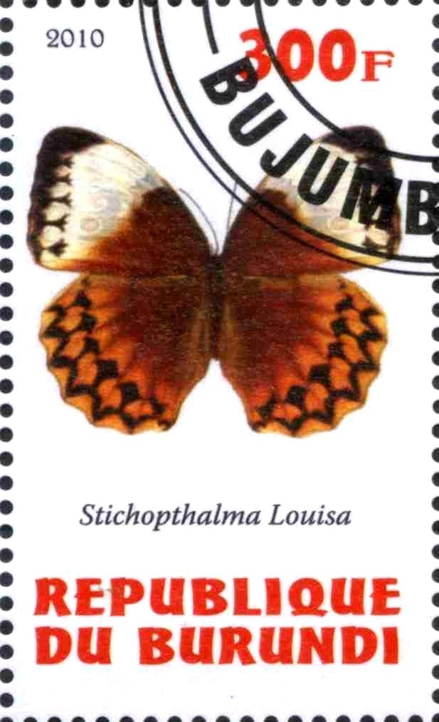Stichopthalma Louisa