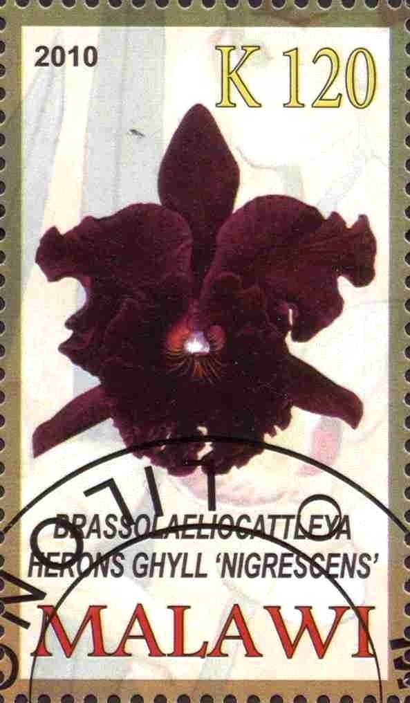Brassolaeliocattleya herons ghyll "nigrescens"