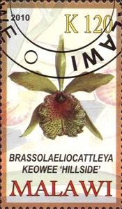Stamp, Brassolaeliocattleya keowee "hillside", Cinderellas,  , Orchids